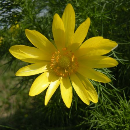 ADONIS VERNALIS (RUSCUTA DE PRIMAVARA)